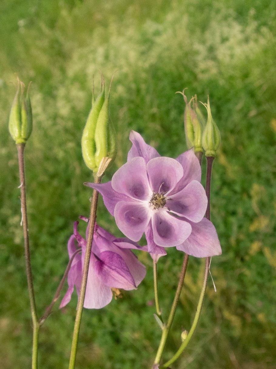 Aquilegia vulgaris