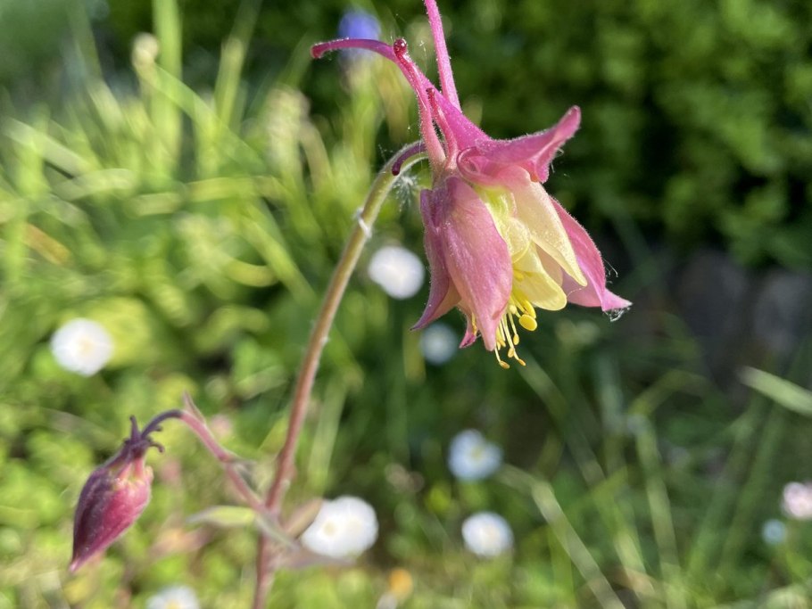 Аквилегия зеленоцветковая