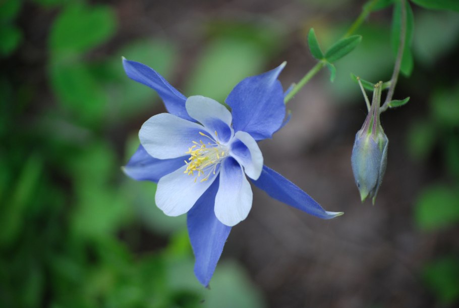 Аквилегия голубая звезда