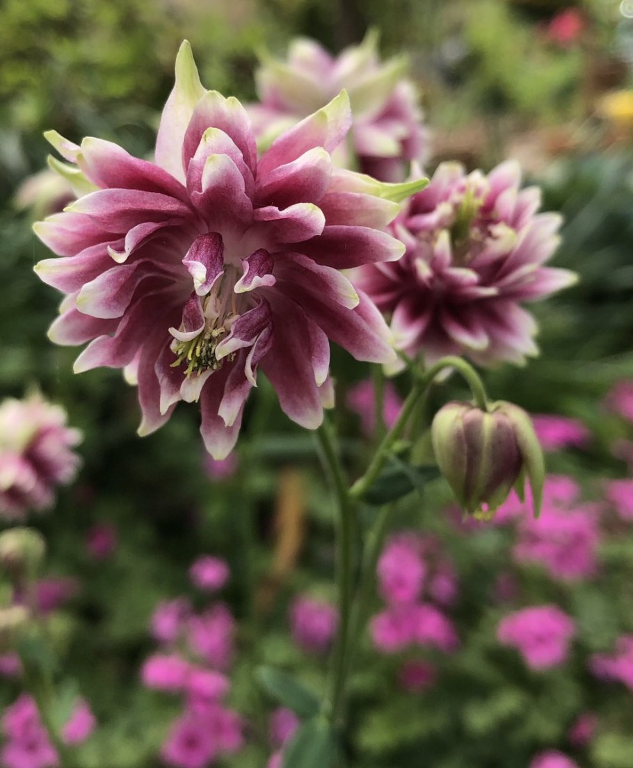 Аквилегии Забайкалья