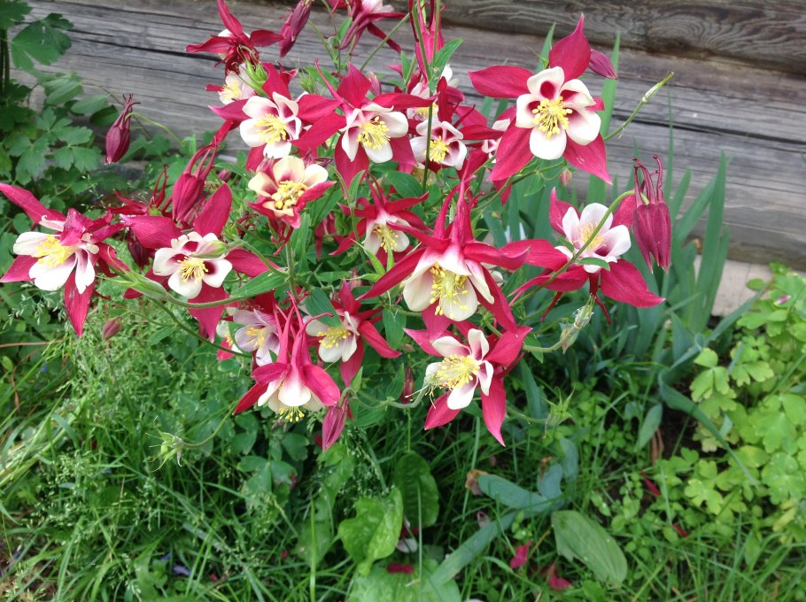 Аквилегия бидермейер