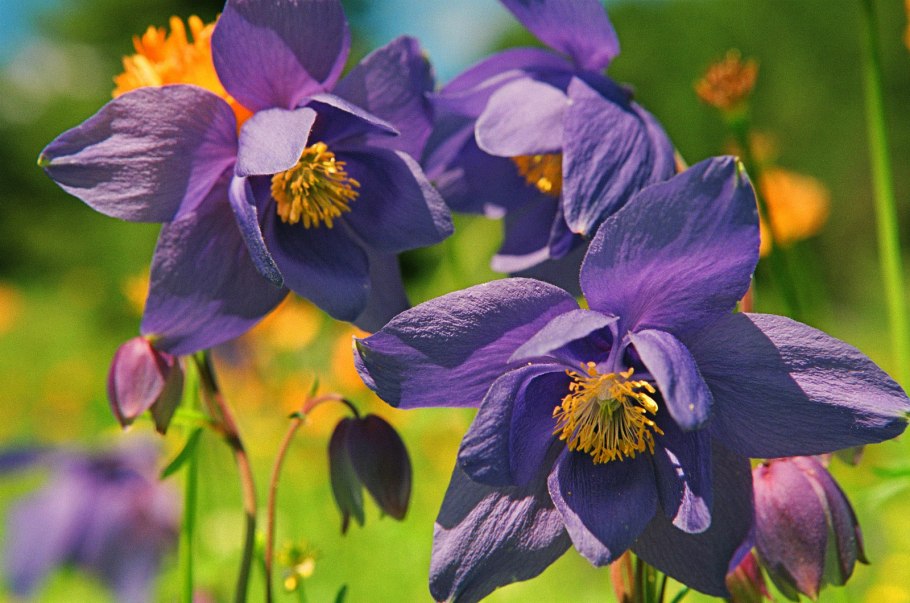 Аквилегия Woodside Gold