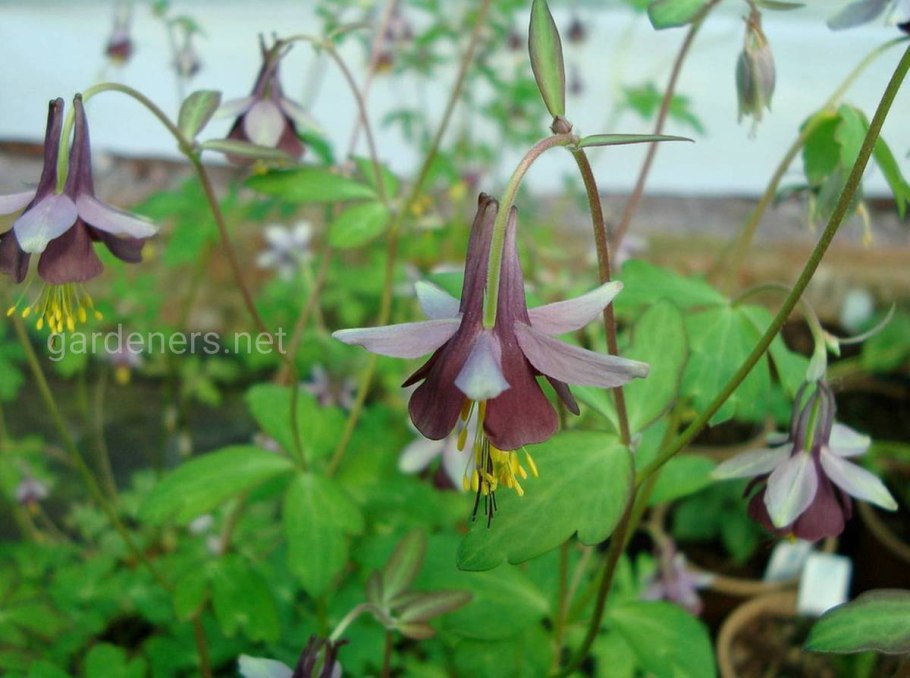 Аквилегия зеленоцветковая шоколадный солдат