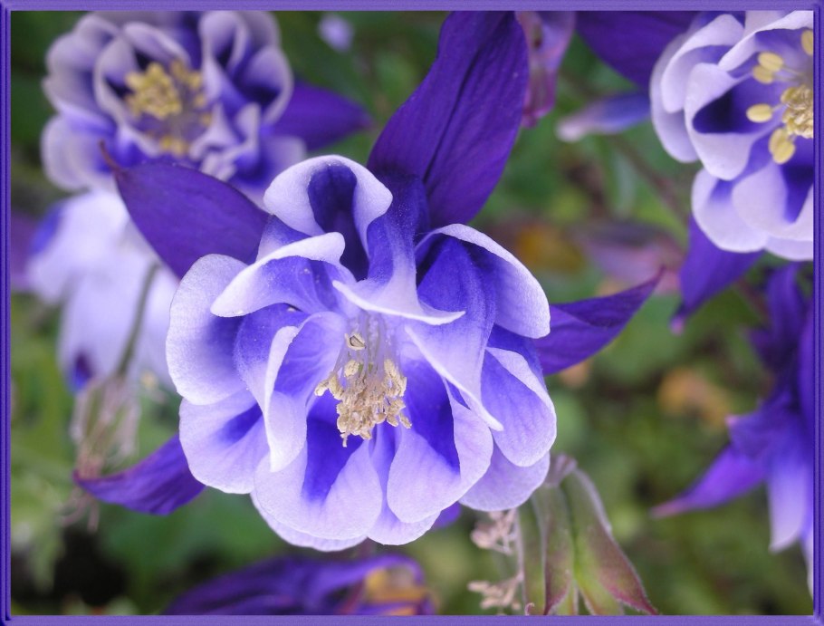 Махровая королевская аквилегия