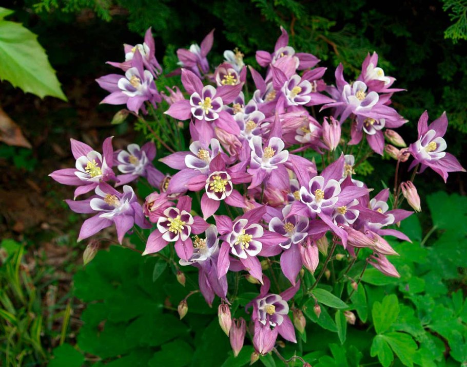 Аквилегия Crimson Star