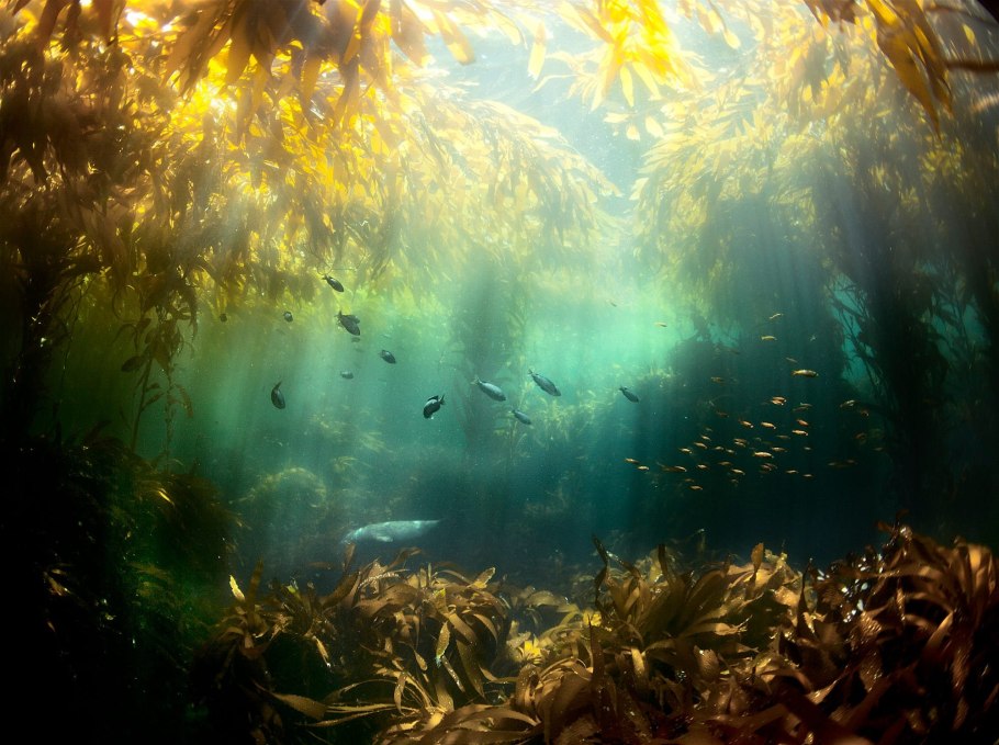 Подводный "лес"(Kelp Forest)