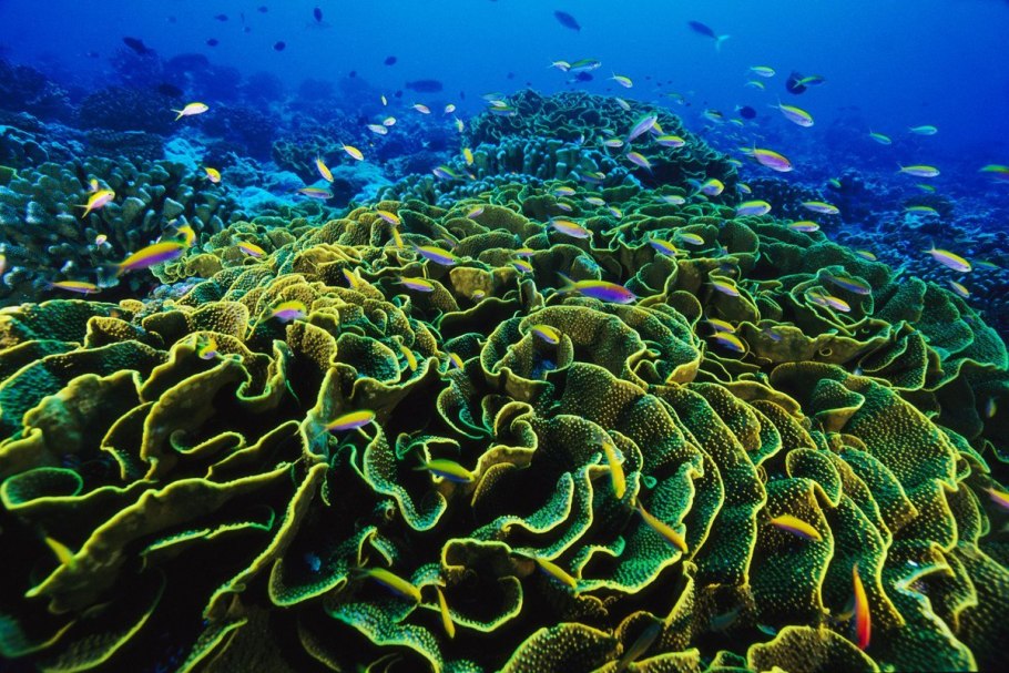 Влора Атлантический океан