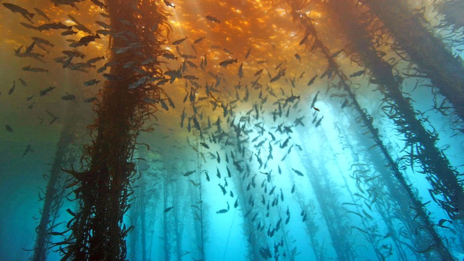 Озеро Трафул Аргентина