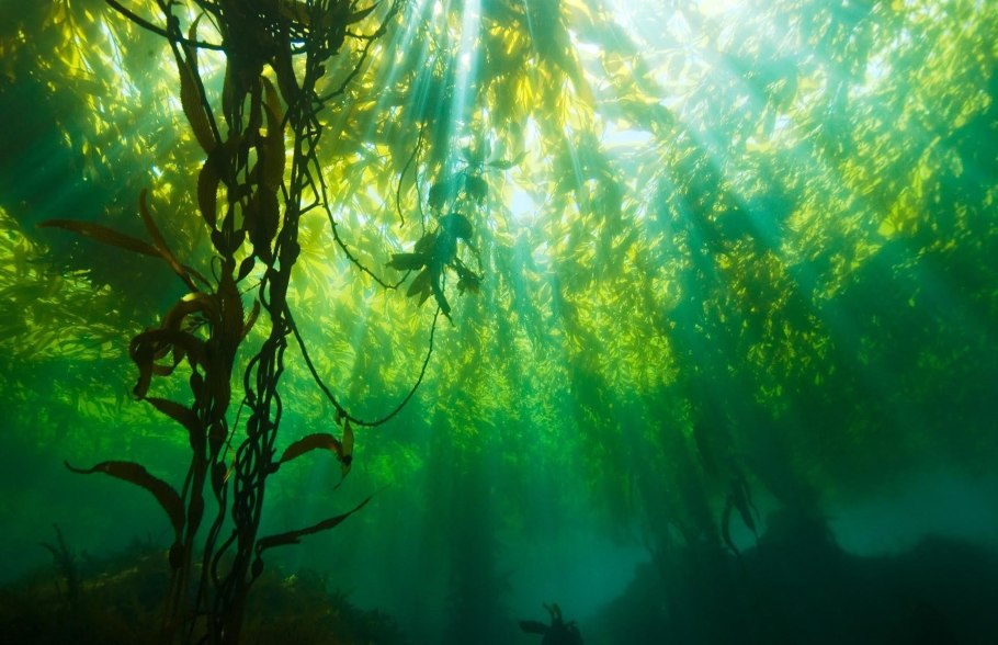 Водоросли под водой