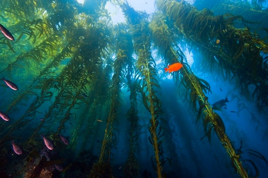 Водоросли келп ламинариевые