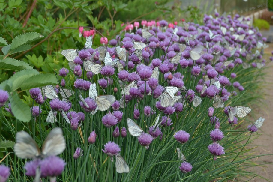Лук Allium zebdanense
