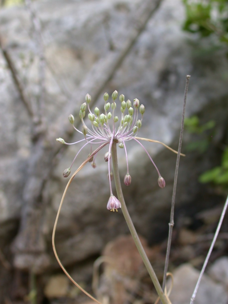Allium nevadense