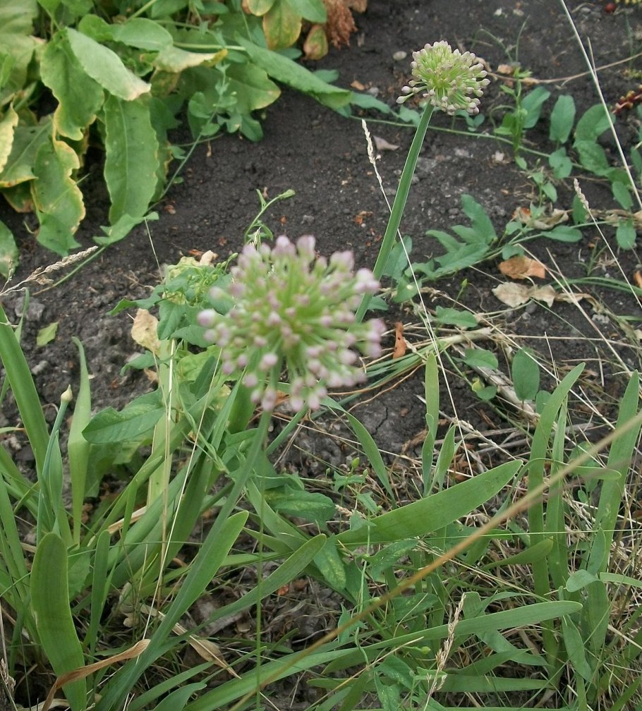 Allium nutans