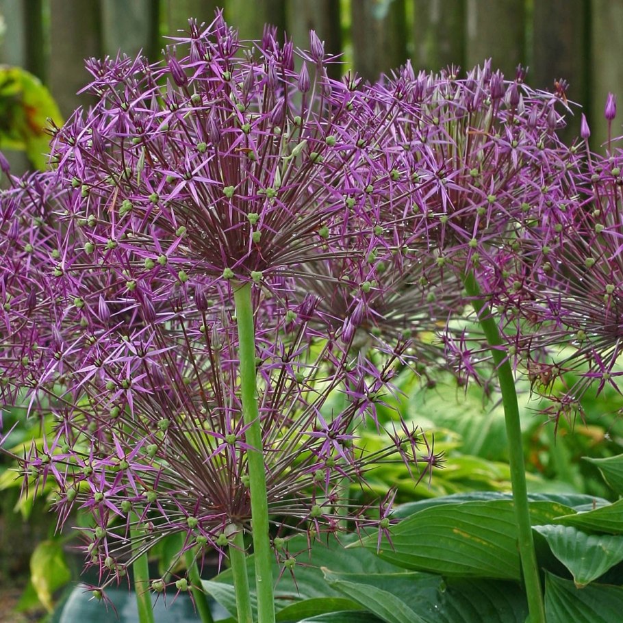Allium sativum препараты