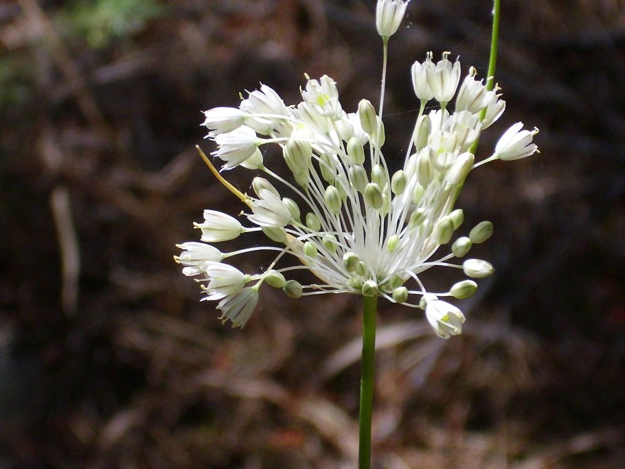 Allium paniculatum