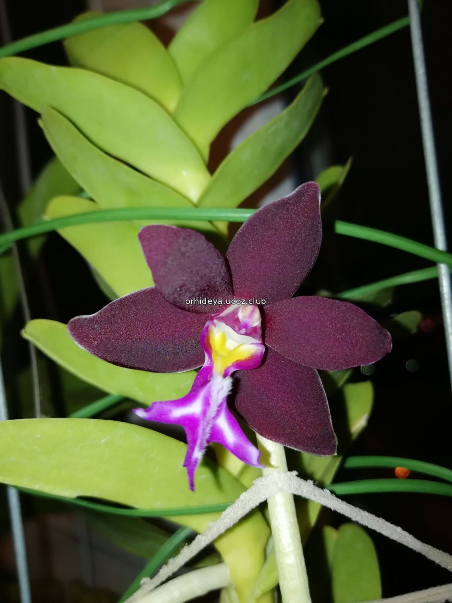 Орхидея Trichoglottis brachiata