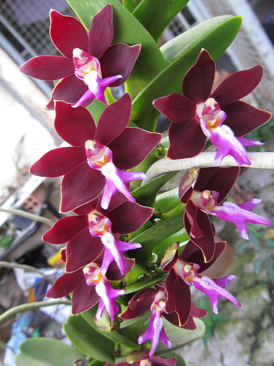 Trichoglottis philippinensis
