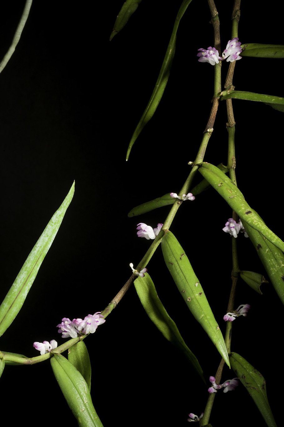 Орхидея трихоглоттис филиппинский