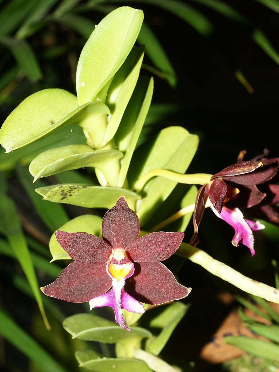 Trichoglottis philippinensis
