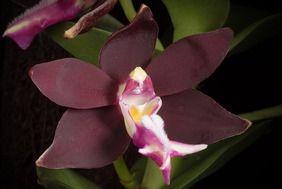 Trichoglottis Atropurpurea