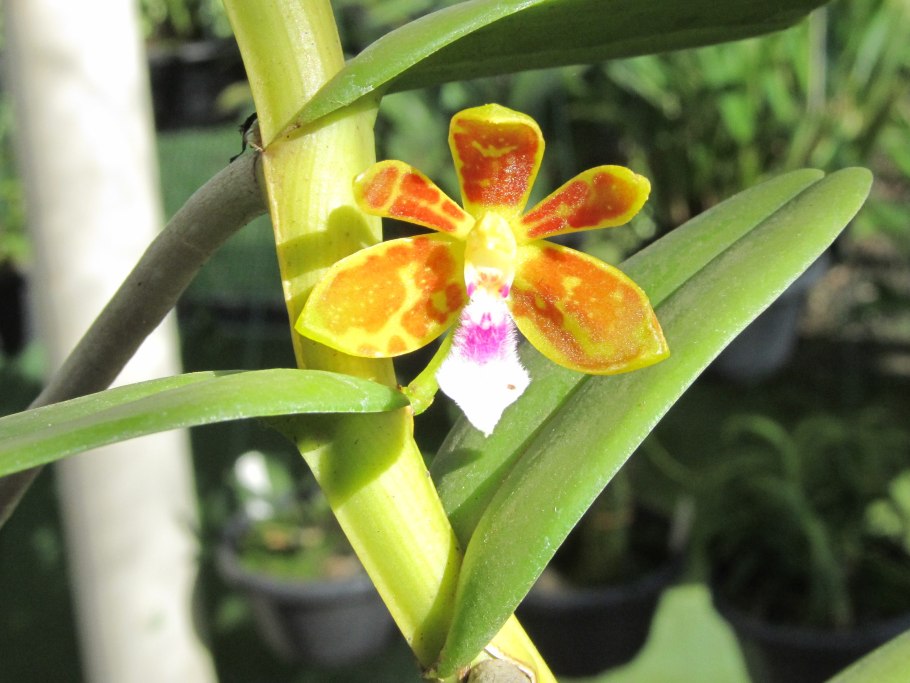 Trichoglottis triflora