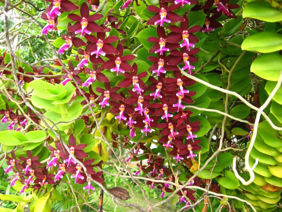Trichoglottis latisepala
