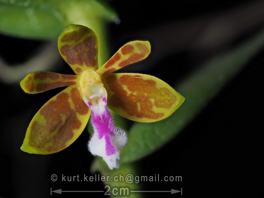 Орхидея Трихоглотис трифлора