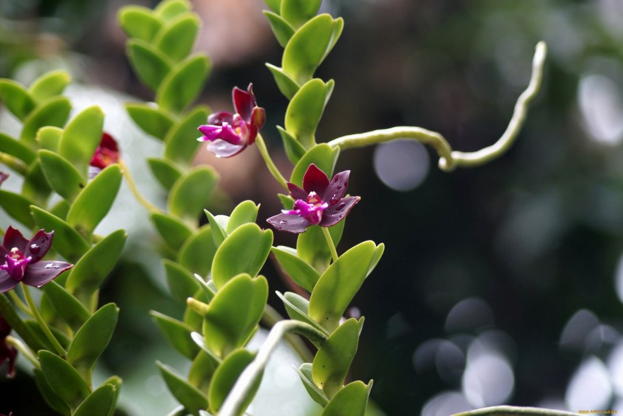 Trichoglottis atropurpurea