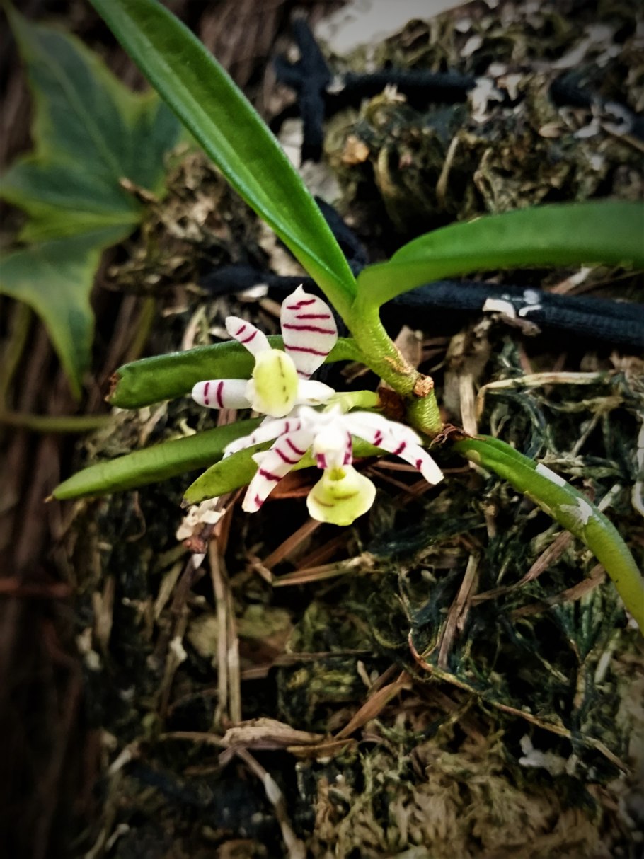 Trichoglottis pusilla