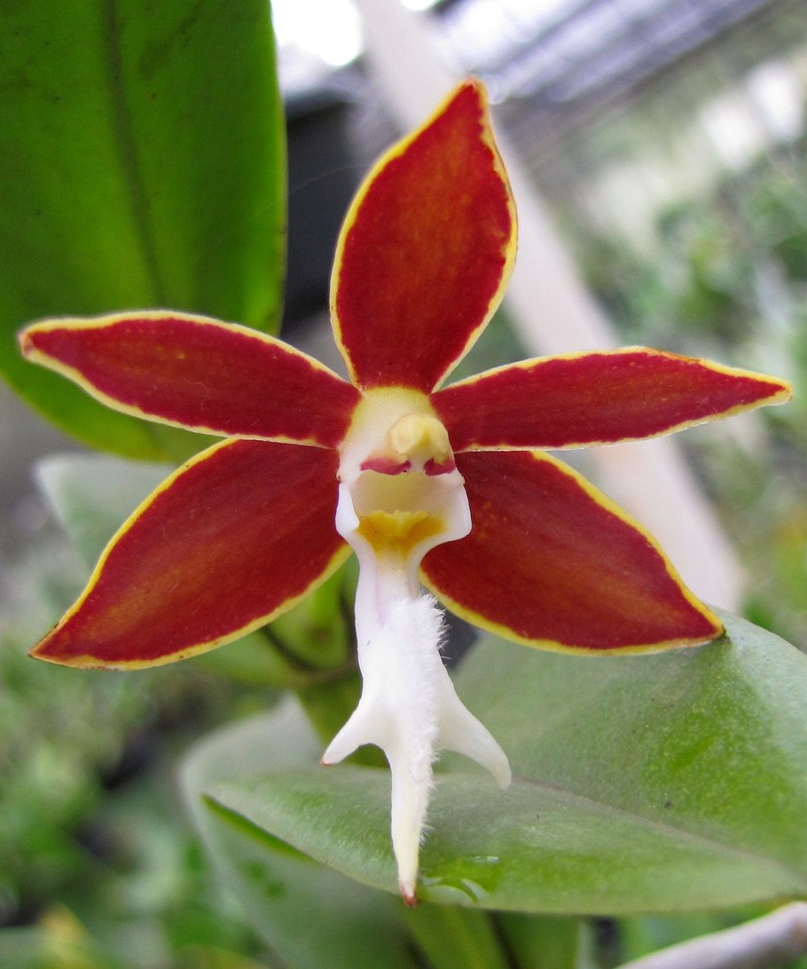 Trichoglottis Seidenfadenia