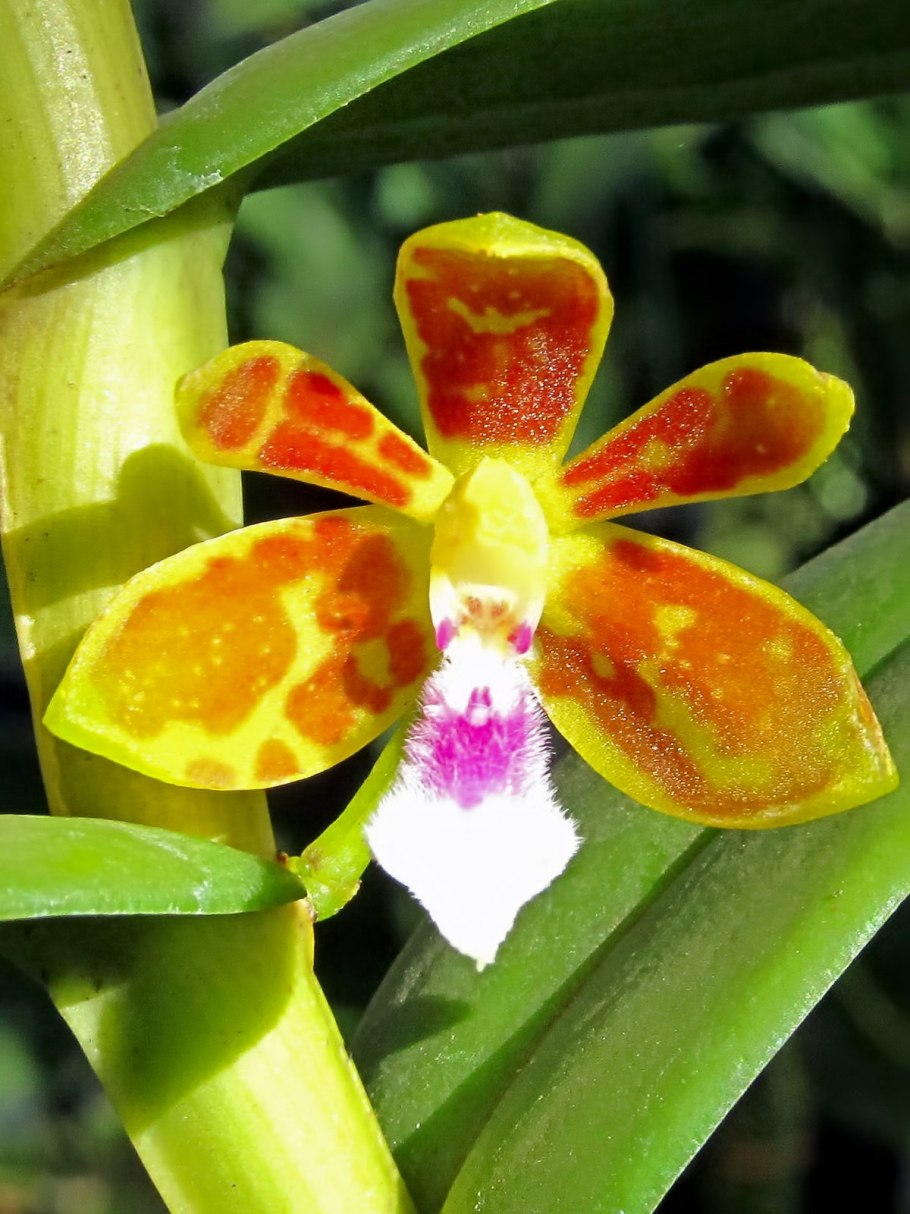 Trichoglottis Seidenfadenia