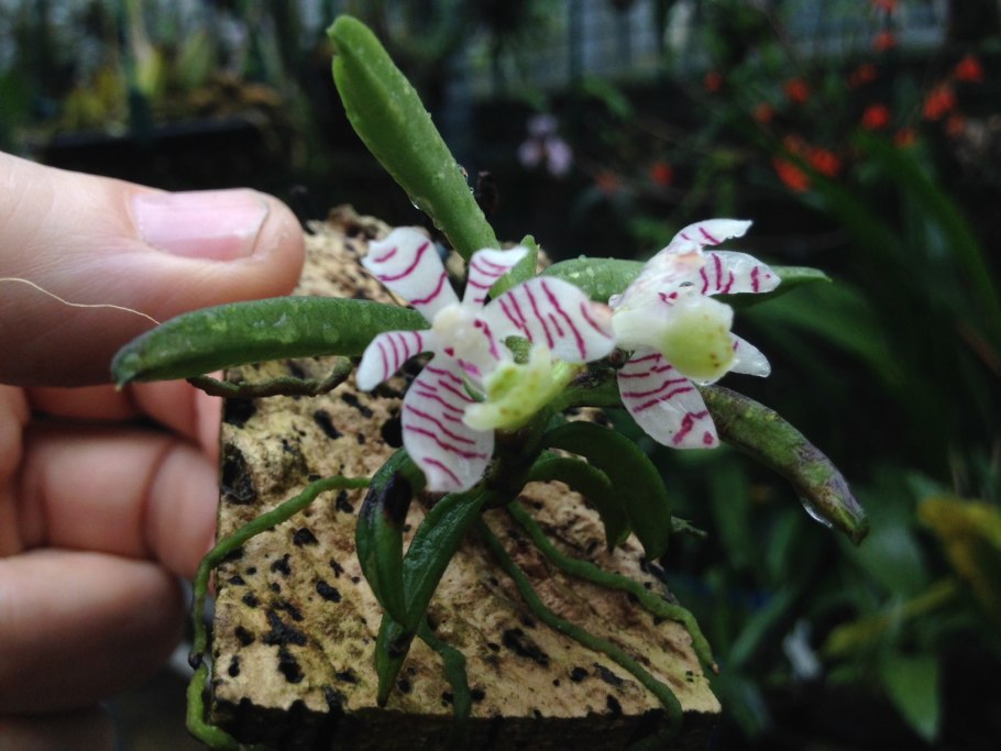 Trichoglottis pusilla