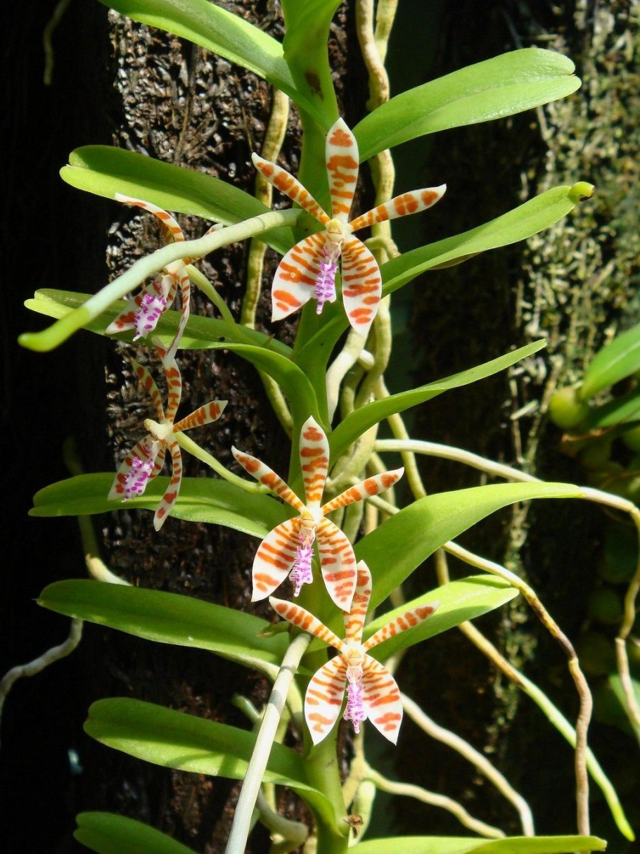 Посадка трихоглотиса