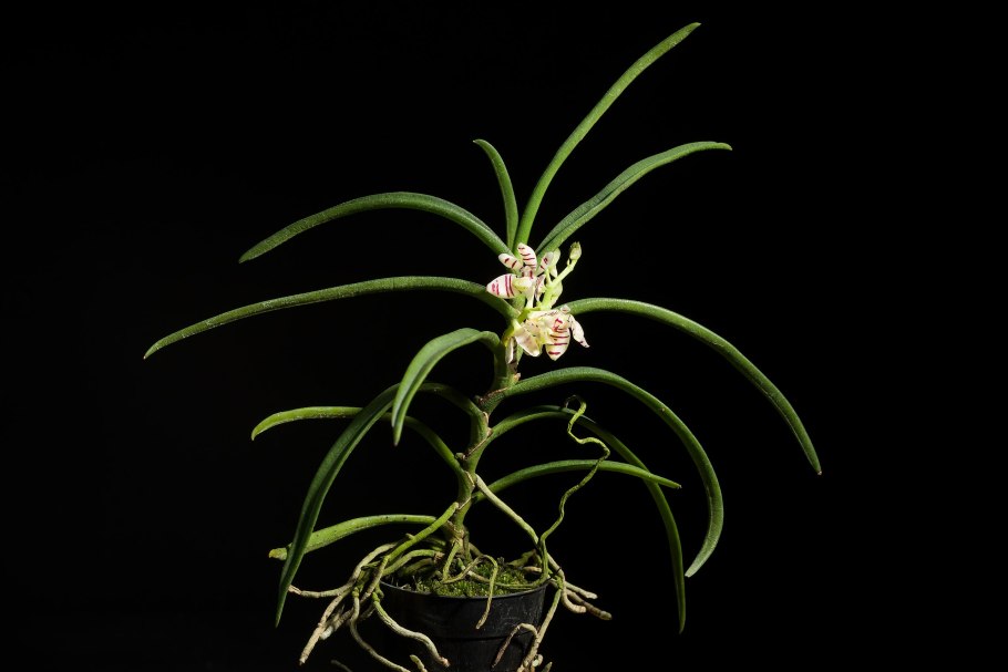 Staurochilus (fasciatus x ionosma)