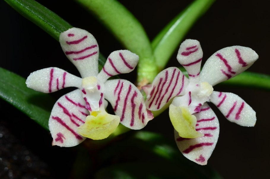 Трихоглоттис Орхидея