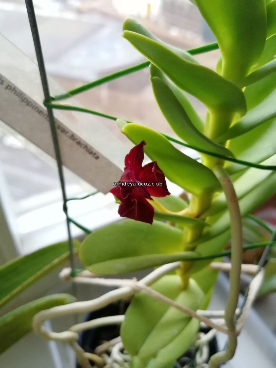 Trichoglottis philippinensis