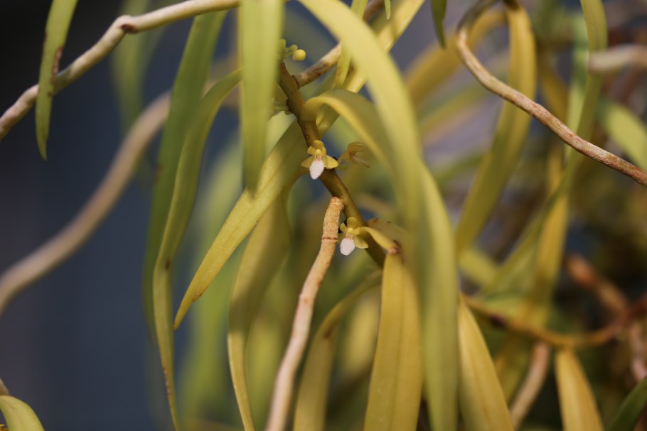 Trichoglottis brachiata
