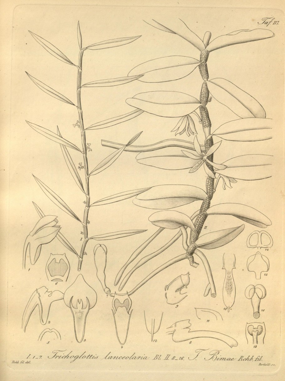 Trichoglottis brachiata ( var. Philippinensis)