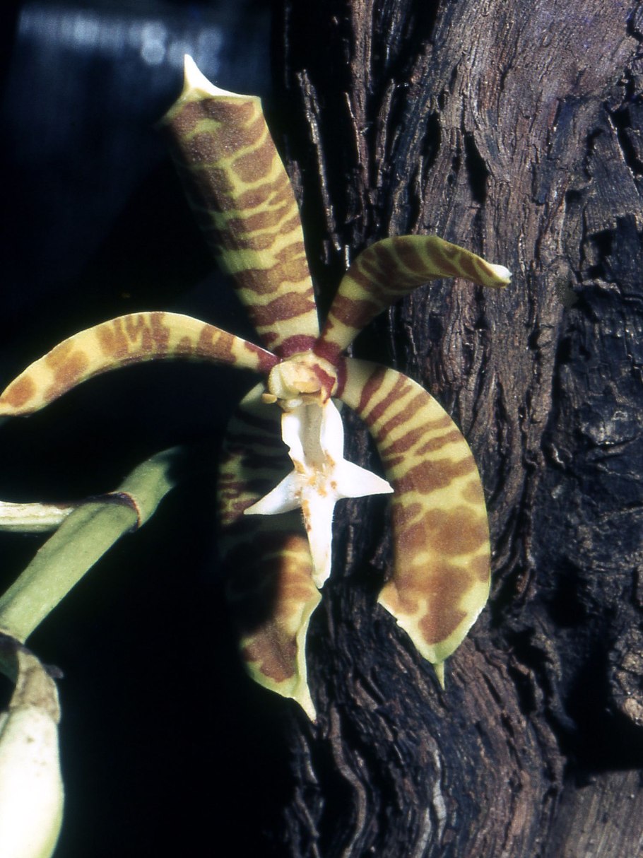 Staurochilus gibbosicalcar