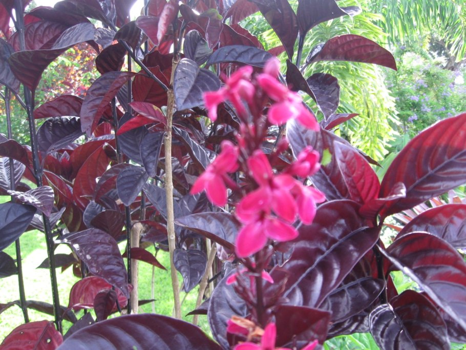 Псевдэрантемум Вариегата