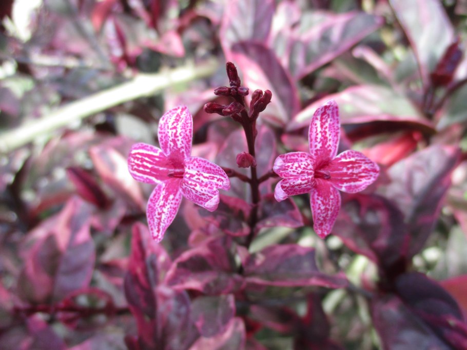 Псевдоэрантемум длинноцветковый