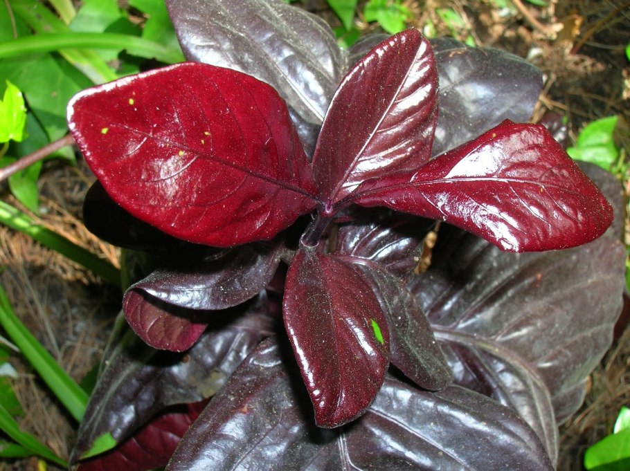 Псевдоэрантемум выемчатый