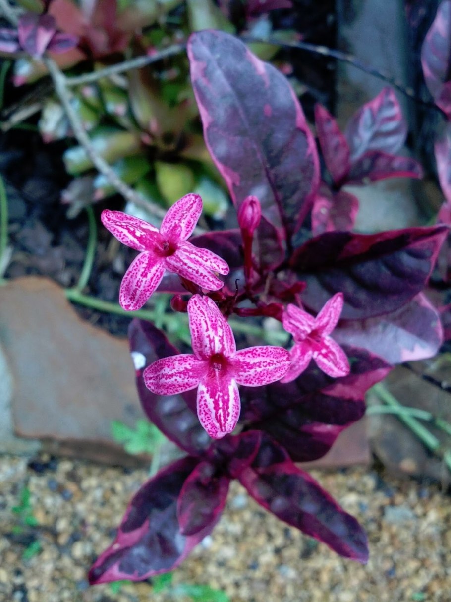 Псевдоэрантемум багряный