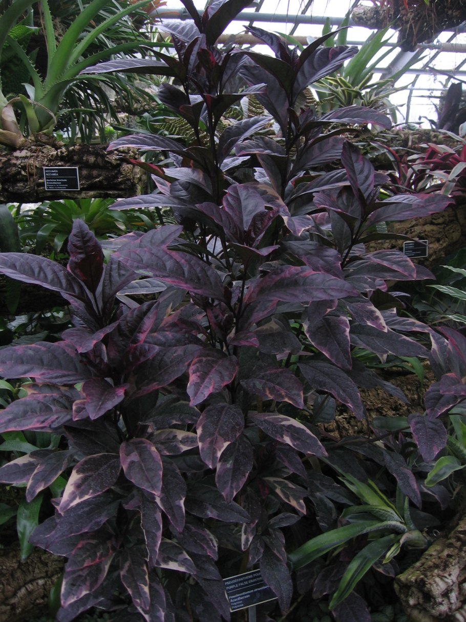 Pseuderanthemum carruthersii