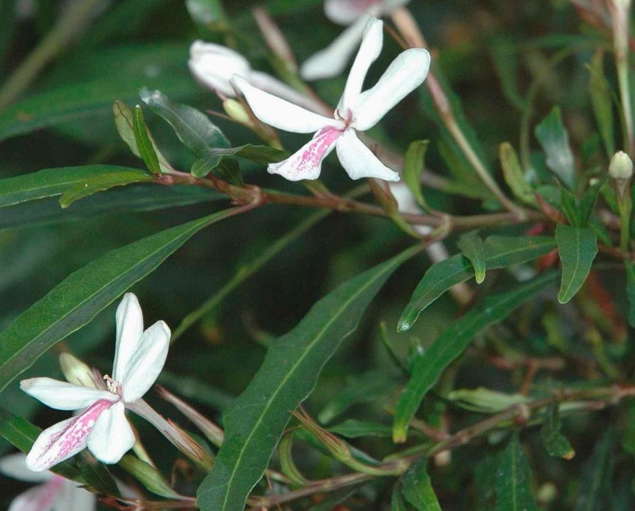 Псевдоэрантемум выемчатый