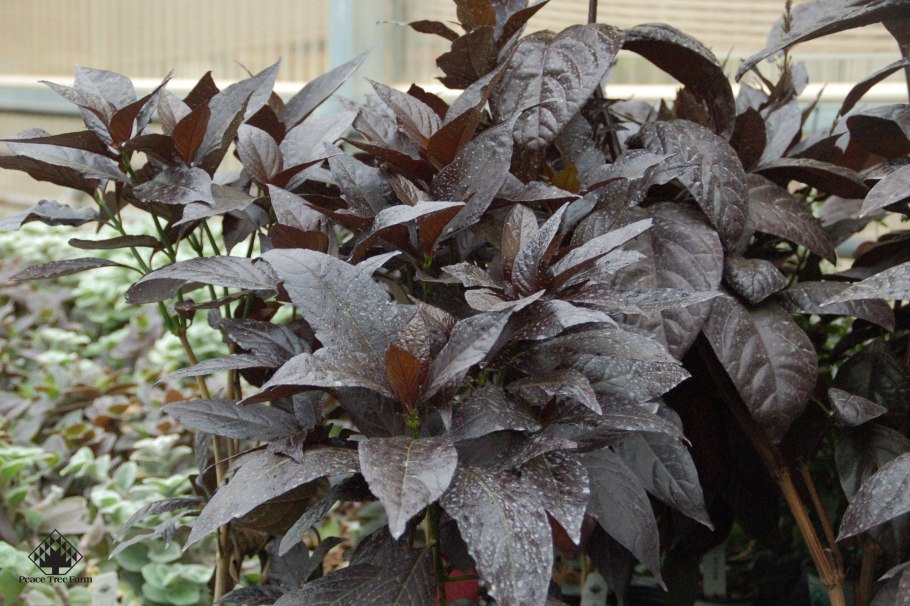 Псевдоэрантемум Румба