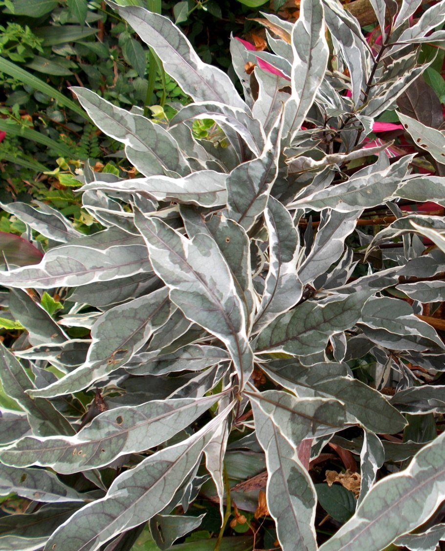 Псевдоэрантемум багряный Вариегата