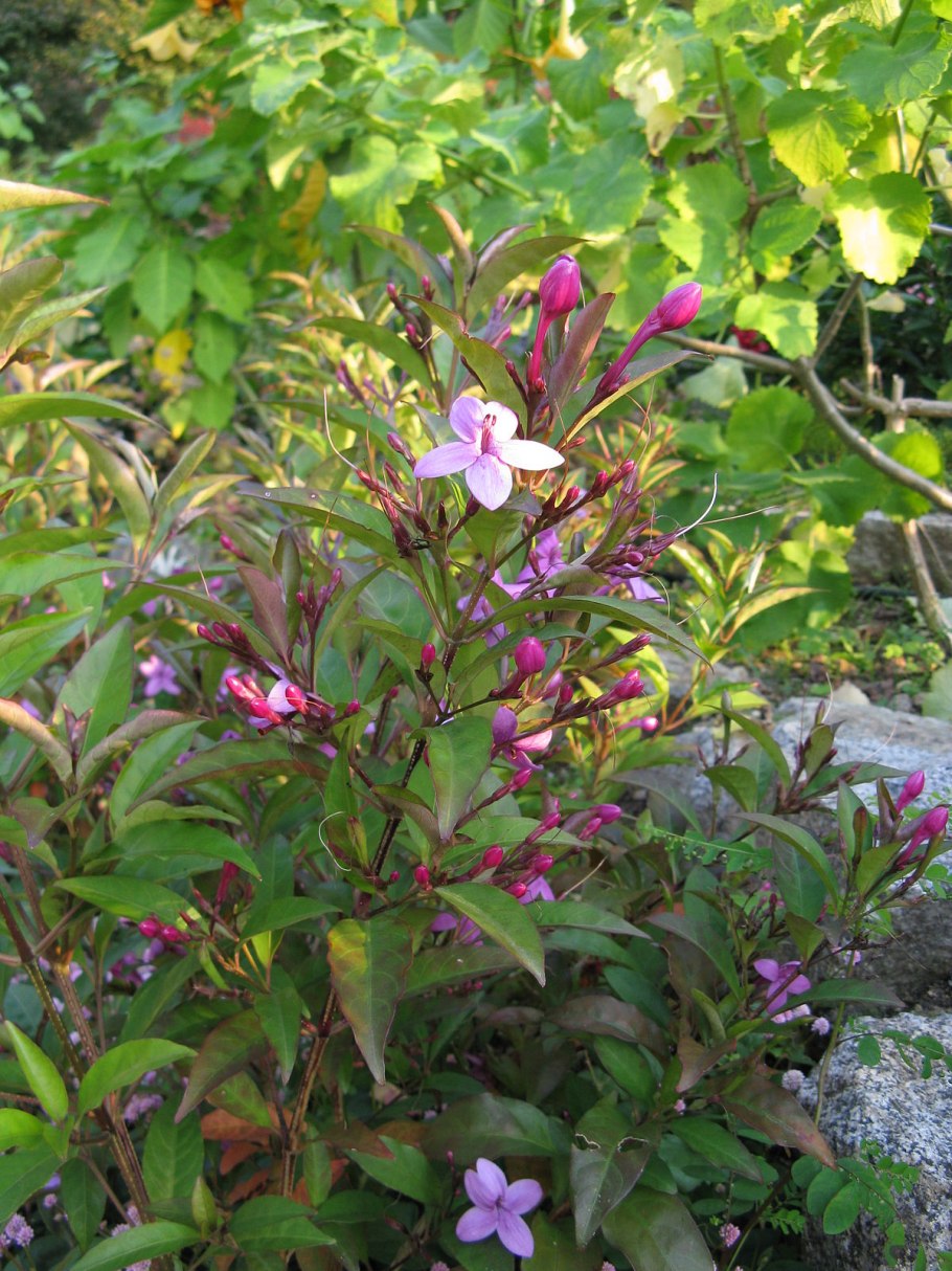 Псевдэрантемум Вариегата