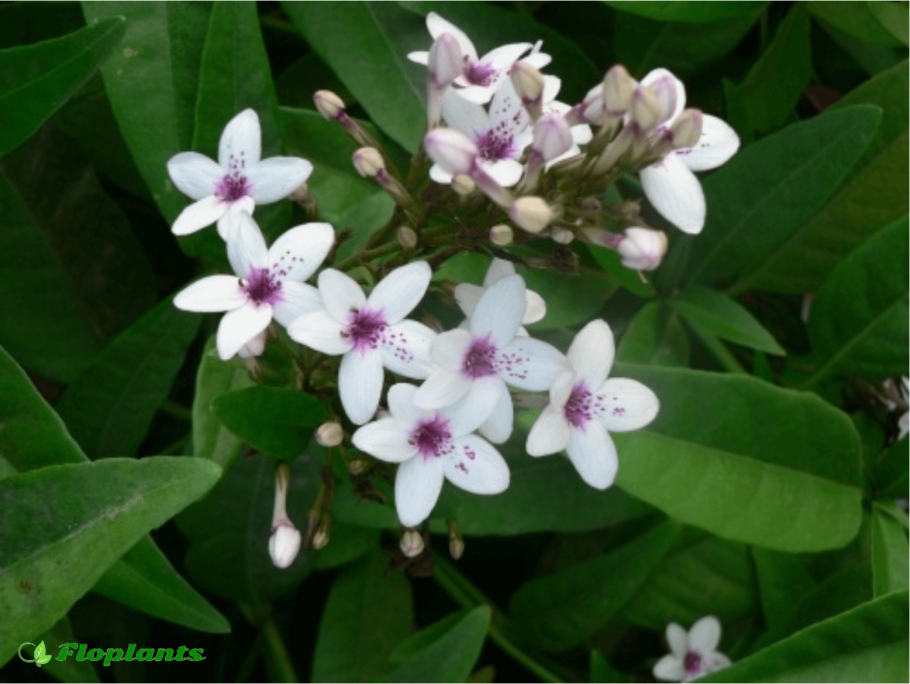 Pseuderanthemum crenulatum