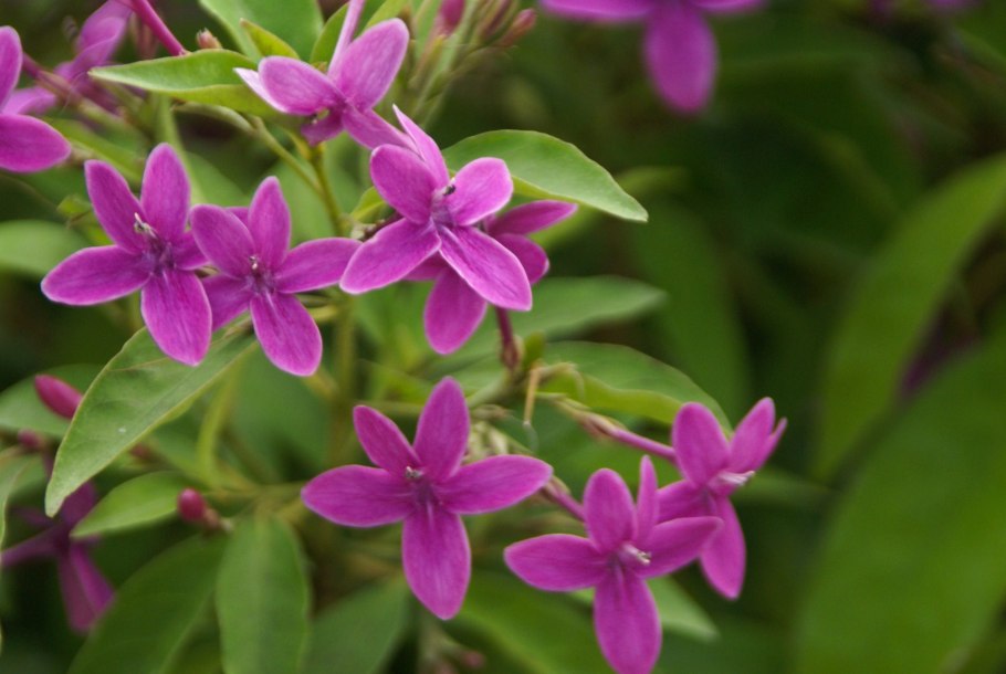 Псевдоэрантемум Каррутерса багряный